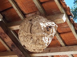 Tawon Vespa Juga Merebak di Boyolali, Tiap Malam Ada Pemusnahan Sarang