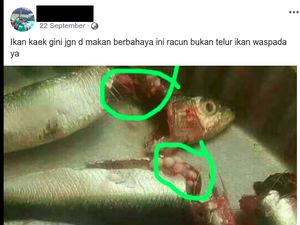 Hoax Lama Soal Telur Ikan Berbahaya Muncul Lagi, Ini Faktanya