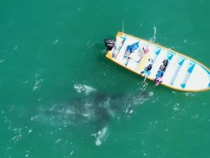 Drone Abadikan Momen Interaksi Paus dan Manusia