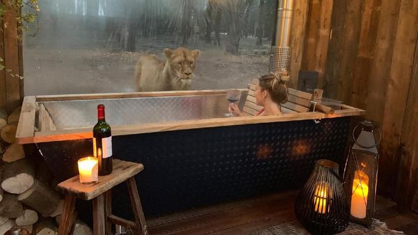 Foto: Kayak Gini Nih Bermalam Bareng Singa di Kamar Hotel