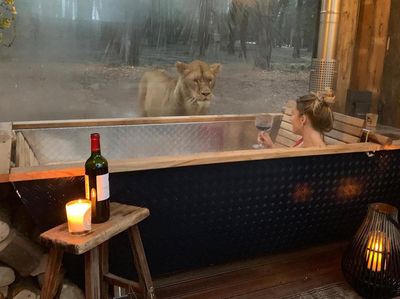 Foto: Kayak Gini Nih Bermalam Bareng Singa di Kamar Hotel