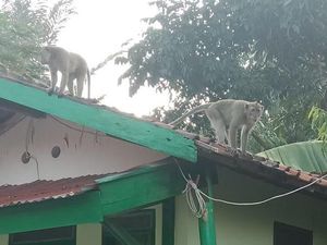 Warga Cimahi Diresahkan Kawanan Kera Masuk Permukiman