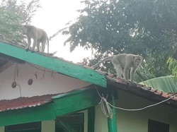 Warga Cimahi Diresahkan Kawanan Kera Masuk Permukiman