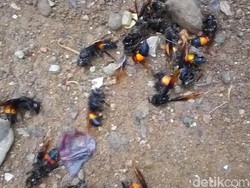 Disengat Tawon Vespa, Seorang Warga Klaten Dilarikan ke RS