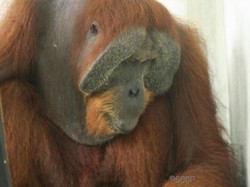 Orang Utan Sumatera Diberondong 24 Peluru Senapan Angin