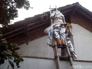 50 Sarang Tawon Vespa di Bekasi Dievakuasi, Belasan Orang Tersengat 50 Sarang Tawon Vespa di Bekasi Dievakuasi, Belasan Orang Tersengat