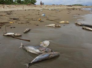 Penampakan Ratusan Bangkai Ikan Berserakan di Pantai Aceh Barat Penampakan Ratusan Bangkai Ikan Berserakan di Pantai Aceh Barat