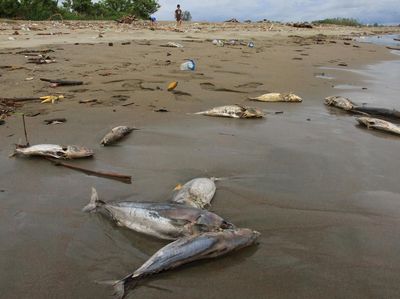 Penampakan Ratusan Bangkai Ikan Berserakan di Pantai Aceh Barat