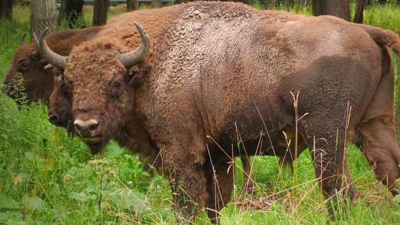 Anda ingin melihat bison, tujulah Hutan Bialowieza yang menjadi rumah terbesarnya di Eropa. Lokasinya ada membentang di negara Belarus-Polandia (Foto: CNN)