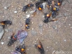 Dua Bulan Terakhir, Ada 41 Laporan Serangan Tawon Vespa di Sragen