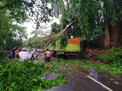 Diterpa Hujan-Angin Kencang, Pohon di Bogor Tumbang Hingga Timpa Truk