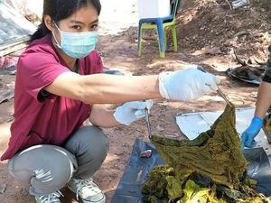 Kasihan! Seekor Rusa Liar Mati dengan Sampah Plastik 7 Kg di Perutnya