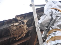 Petugas Musnahkan Sarang Tawon Vespa Seukuran Ayam Babon di Kudus