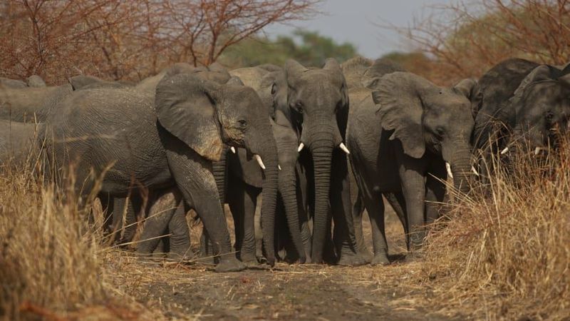 Setelah bertahun-tahun menjadi sasaran pemburu liar, populasi gajah di Taman Nasional Zakouma kini mengalami perbaikan dan terus meningkat untuk pertama kalinya dalam beberapa dekade. Taman ini amat cocok untuk penyuka petualangan (Foto: CNN)