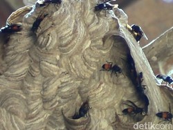 Hati-hati, Begini Cara Aman Hilangkan Sarang Tawon di Rumah