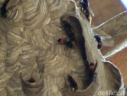 Serangan Tawon Juga Terjadi di Tegal, 1 Korban Meninggal Dunia