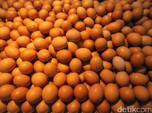 Harga Telur Ayam Tembus Rp 30.000/Kg, Ini Biang Keroknya