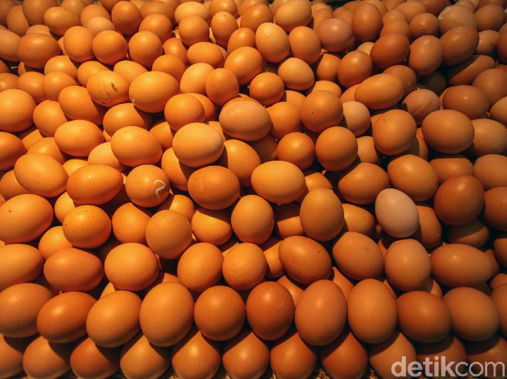 BUMN Ini Serap Telur Ayam dari Peternak di Blitar Rp 16.500/Kg BUMN Ini Serap Telur Ayam dari Peternak di Blitar Rp 16.500/Kg