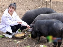 Ayah Ini Akan Beri 300 Babi untuk Pria yang Mau Nikahi Putri Cantiknya