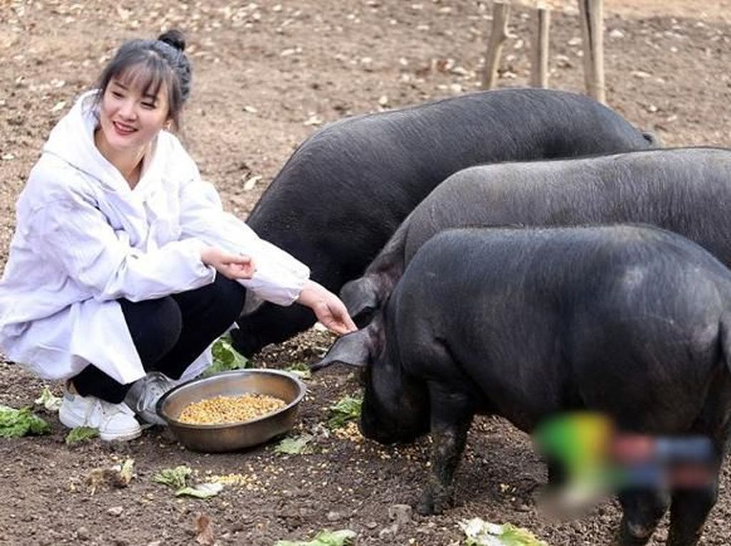 Ayah Ini Akan Beri 300 Babi untuk Pria yang Mau Nikahi Putri Cantiknya Ayah Ini Akan Beri 300 Babi untuk Pria yang Mau Nikahi Putri Cantiknya