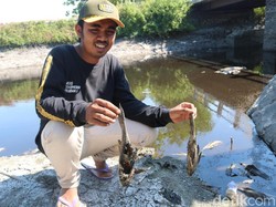 Sungai Avur Budug di Jombang Tercemar Limbah Klorin dan Belerang