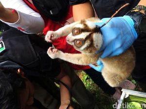 10 Ekor Kukang Jawa Dilepas ke Habitatnya