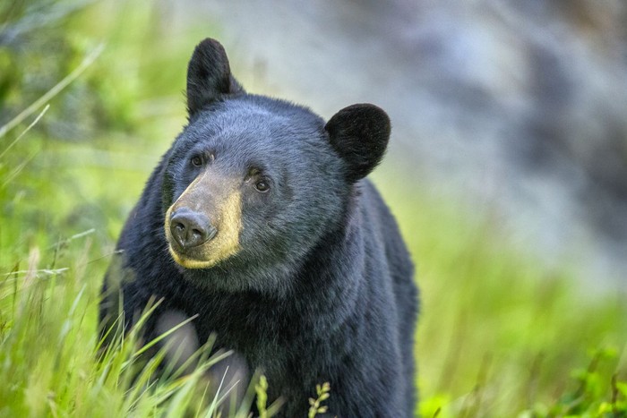 Ilustrasi beruang hitam Black Bear in Jasper National Park, Canada