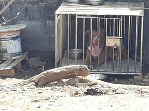 Warga Tidung Makassar Tolak Anjing Pitbull Serang Wanita Kembali Dipelihara Warga Tidung Makassar Tolak Anjing Pitbull Serang Wanita Kembali Dipelihara