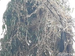 Dalam Sepekan, Damkar Brebes Musnahkan 39 Sarang Tawon Vespa