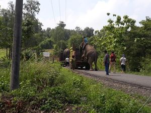 BKSDA Sumsel Kembalikan Gajah yang Dievakuasi Gegara Konflik Lahan ke Hutan