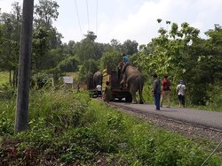BKSDA Sumsel Kembalikan Gajah yang Dievakuasi Gegara Konflik Lahan ke Hutan