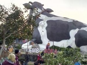 Menanti Sore dengan Sapi Raksasa, Ke Sini Saja