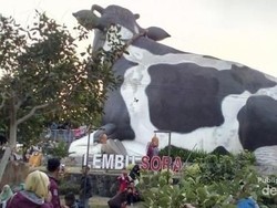 Menanti Sore dengan Sapi Raksasa, Ke Sini Saja