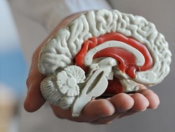 Singapura Luncurkan Bank Otak Pertama, Siapa Mau Jadi Donor?