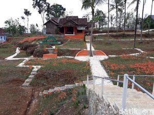 Layu, Kebun Bunga Amarilis di Gunungkidul Tak Kunjung Mekar Layu, Kebun Bunga Amarilis di Gunungkidul Tak Kunjung Mekar