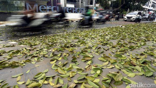 Duh, Trotoar Cikini Dipenuhi Dedaunan