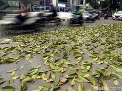 Bisakah Saya Tuntut Tetangga yang Daun Pohonnya Jatuh ke Halaman Rumah Saya?