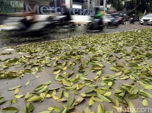 Duh, Trotoar Cikini Dipenuhi Dedaunan Duh, Trotoar Cikini Dipenuhi Dedaunan