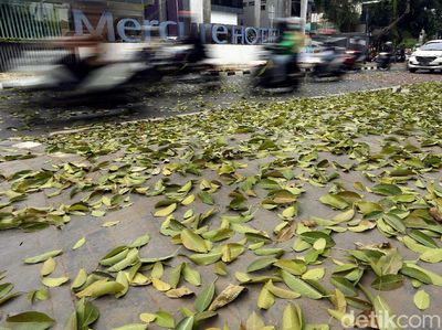 Duh, Trotoar Cikini Dipenuhi Dedaunan
