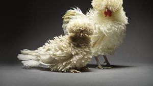 Rayakan Keberagaman Cinta, Fotografer Ini Pakai Ayam untuk Foto Romantis