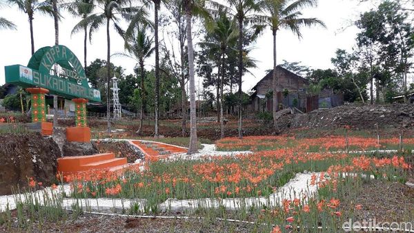 Potret Kebun Bunga Amarilis Layu, Banyak Wisatawan Kecele