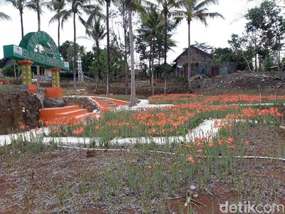 Potret Kebun Bunga Amarilis Layu, Banyak Wisatawan Kecele