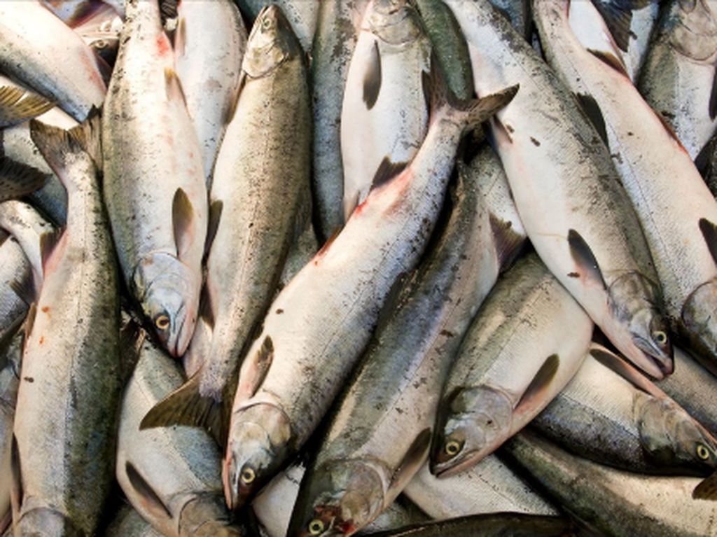 Membudayakan Konsumsi Ikan Membudayakan Konsumsi Ikan