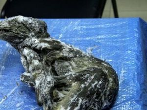 Bangkai Anjing Berusia 18.000 Tahun Ditemukan di Rusia dalam Kondisi Utuh