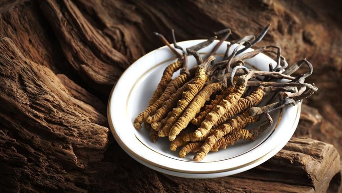 Cordyceps Militaris