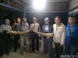 Perdagangan Gading Gajah di Nganjuk Bernilai Miliaran Rupiah Dibongkar