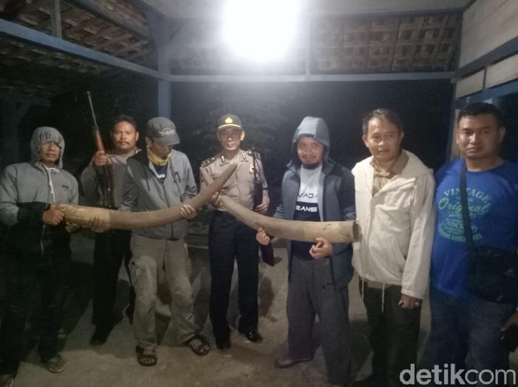 Perdagangan Gading Gajah di Nganjuk Bernilai Miliaran Rupiah Dibongkar Perdagangan Gading Gajah di Nganjuk Bernilai Miliaran Rupiah Dibongkar