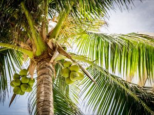 Menambah Kesegaran Nilai Kelapa