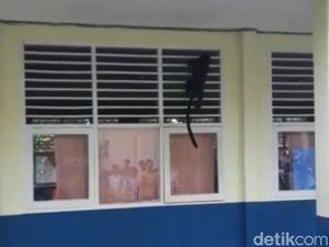 Lutung Jawa Masuk ke SMAN 2 Serang Bikin Heboh Sekolahan