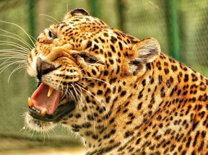 Tamu Tak Terduga, Macan Buas Mampir Saat Keluarga Ini Makan Malam